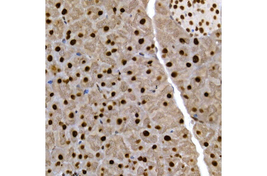 Immunohistochemistry - Anti-SCAF4 Antibody (A308954) - Antibodies.com