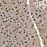 Immunohistochemistry - Anti-SCAF4 Antibody (A308954) - Antibodies.com