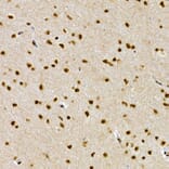 Immunohistochemistry - Anti-SCAF4 Antibody (A308954) - Antibodies.com