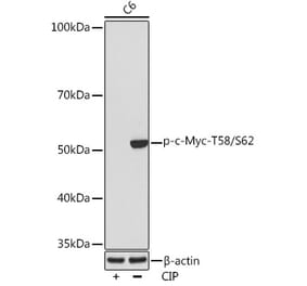 Western Blot - Anti-c-Myc (phospho Thr58 + Ser62) Antibody (A308956) - Antibodies.com