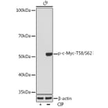 Western Blot - Anti-c-Myc (phospho Thr58 + Ser62) Antibody [ARC1532] (A308956) - Antibodies.com