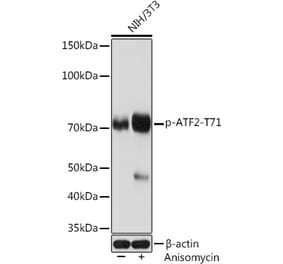 Western Blot - Anti-ATF2 (phospho Thr71) Antibody (A308959) - Antibodies.com