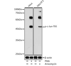 Western Blot - Anti-c-Jun (phospho Thr93) Antibody (A308960) - Antibodies.com