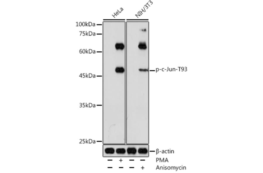 Western Blot - Anti-c-Jun (phospho Thr93) Antibody (A308960) - Antibodies.com