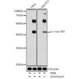 Western Blot - Anti-c-Jun (phospho Thr93) Antibody (A308960) - Antibodies.com
