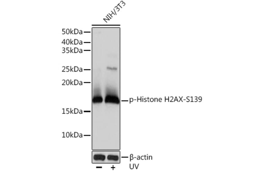 Western Blot - Anti-Histone H2A.X (phospho Ser139) Antibody [ARC0110] (A308961) - Antibodies.com