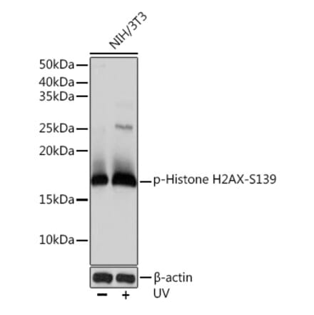 Western Blot - Anti-Histone H2A.X (phospho Ser139) Antibody [ARC0110] (A308961) - Antibodies.com