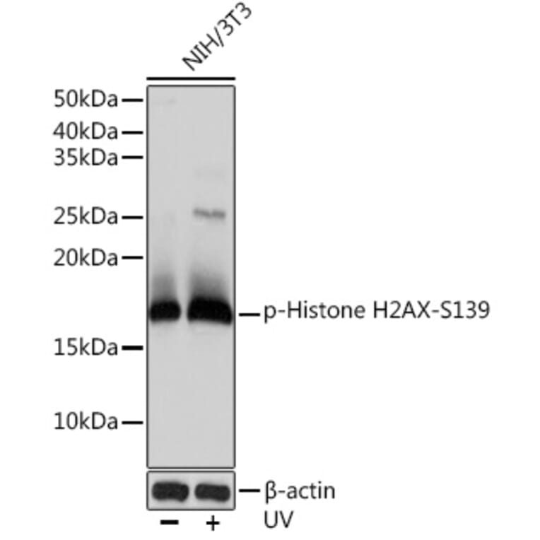 Western Blot - Anti-Histone H2A.X (phospho Ser139) Antibody [ARC0110] (A308961) - Antibodies.com