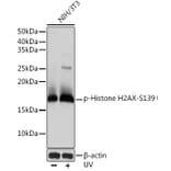 Western Blot - Anti-Histone H2A.X (phospho Ser139) Antibody [ARC0110] (A308961) - Antibodies.com