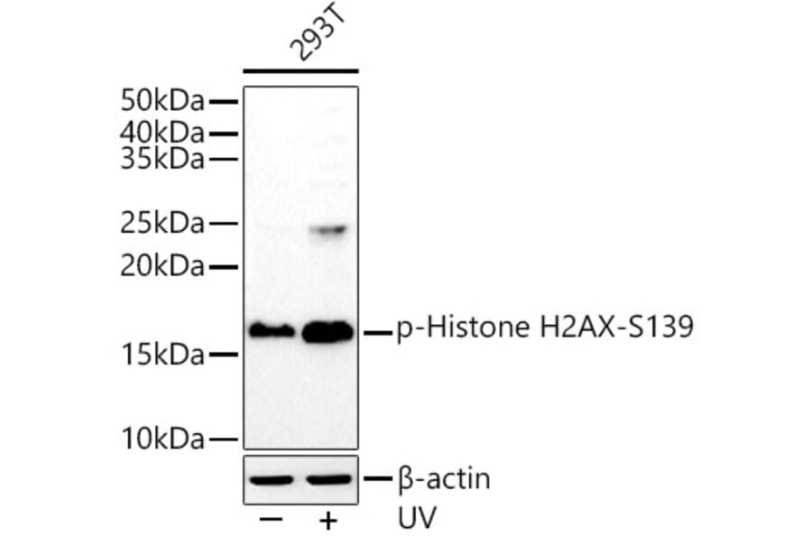 Western Blot - Anti-Histone H2A.X (phospho Ser139) Antibody [ARC0110] (A308961) - Antibodies.com