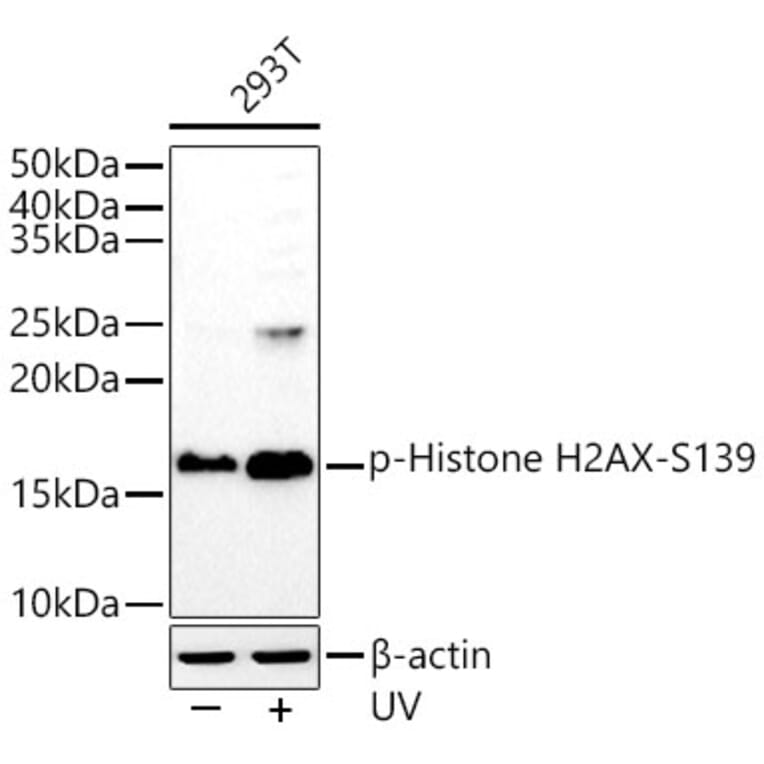 Western Blot - Anti-Histone H2A.X (phospho Ser139) Antibody [ARC0110] (A308961) - Antibodies.com