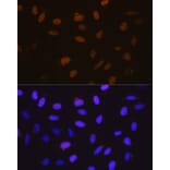 Immunofluorescence - Anti-Cyclin A2 Antibody [ARC0359] (A308964) - Antibodies.com