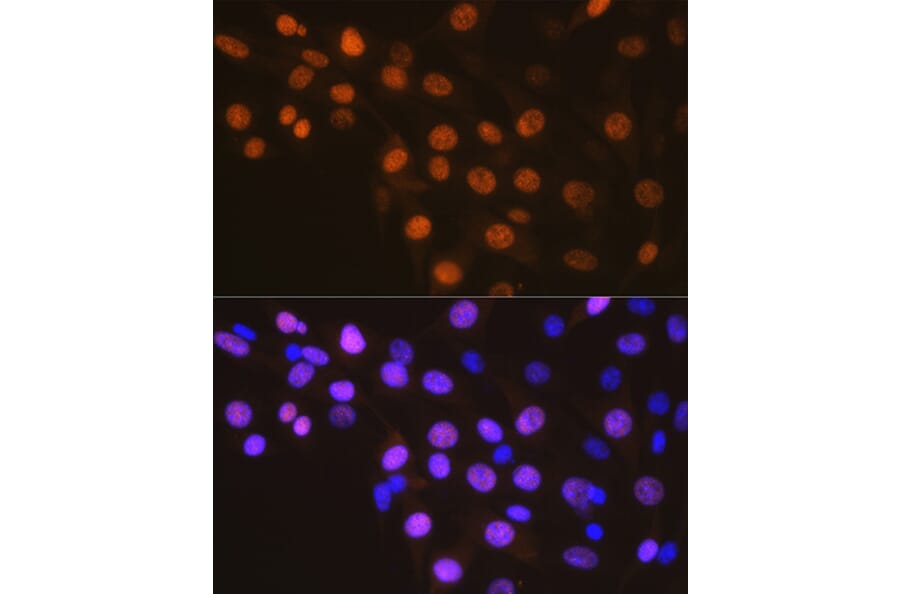 Immunofluorescence - Anti-Cyclin A2 Antibody [ARC0359] (A308964) - Antibodies.com