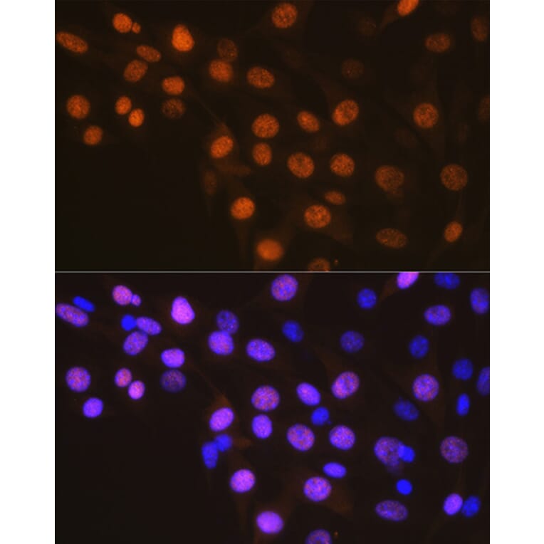 Immunofluorescence - Anti-Cyclin A2 Antibody [ARC0359] (A308964) - Antibodies.com