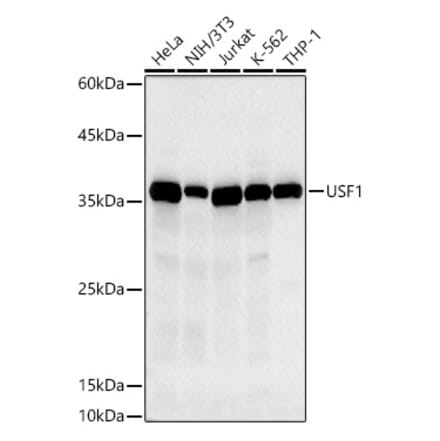 Western Blot - Anti-USF1 Antibody [ARC2866] (A308967) - Antibodies.com