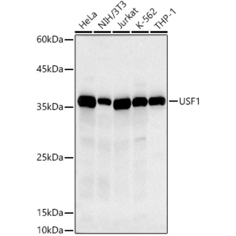 Western Blot - Anti-USF1 Antibody [ARC2866] (A308967) - Antibodies.com