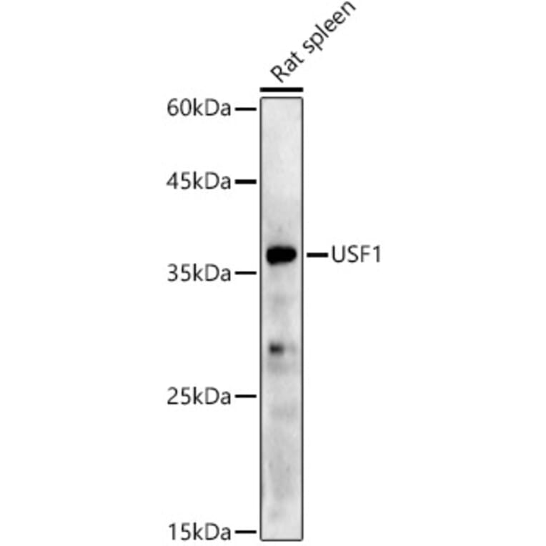 Western Blot - Anti-USF1 Antibody [ARC2866] (A308967) - Antibodies.com