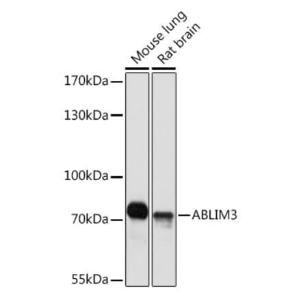 Western Blot - Anti-ABLIM3 Antibody (A308968) - Antibodies.com
