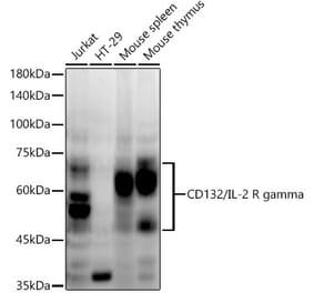 Western Blot - Anti-IL-2RG Antibody [ARC54566] (A308969) - Antibodies.com