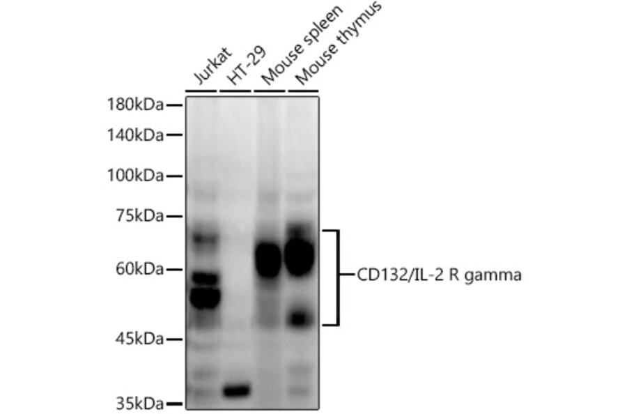 Western Blot - Anti-IL-2RG Antibody [ARC54566] (A308969) - Antibodies.com