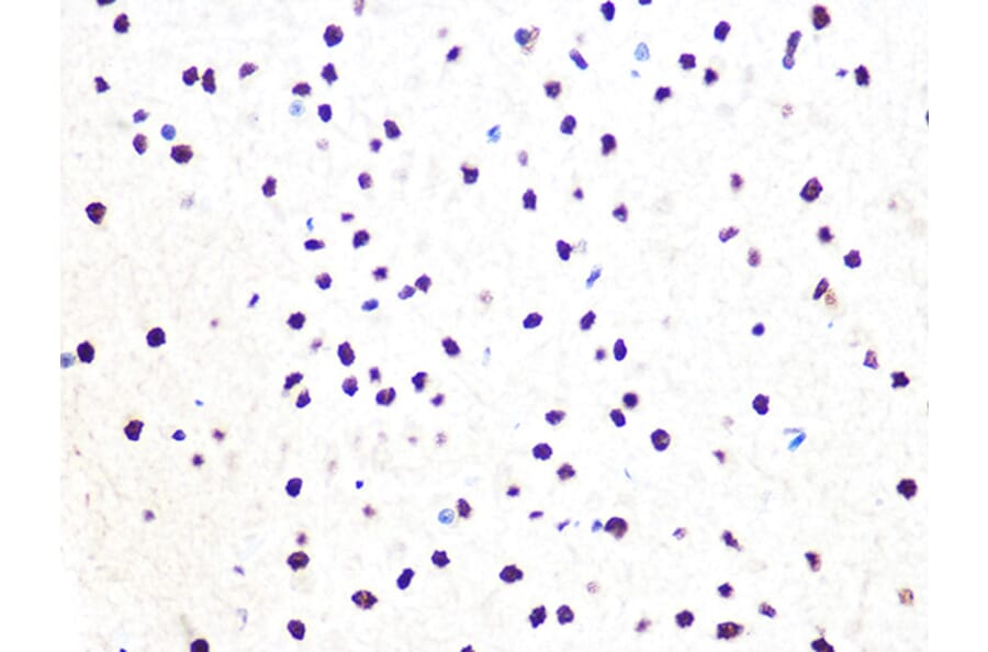 Immunohistochemistry - Anti-DDB1 Antibody [ARC1278] (A308971) - Antibodies.com