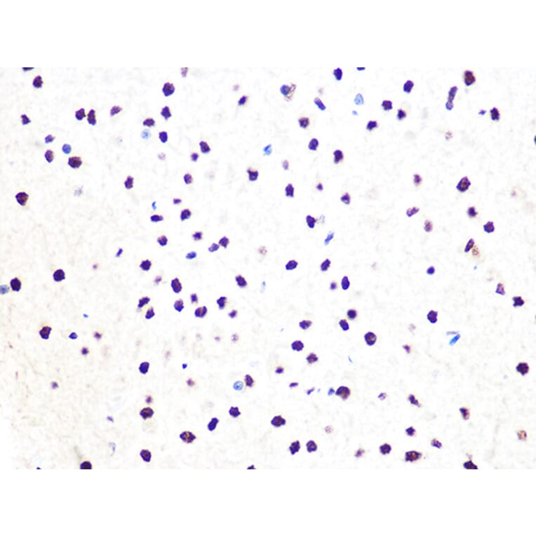 Immunohistochemistry - Anti-DDB1 Antibody [ARC1278] (A308971) - Antibodies.com