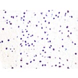 Immunohistochemistry - Anti-DDB1 Antibody [ARC1278] (A308971) - Antibodies.com