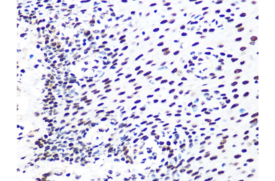 Immunohistochemistry - Anti-DDB1 Antibody [ARC1278] (A308971) - Antibodies.com