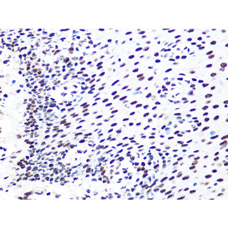 Immunohistochemistry - Anti-DDB1 Antibody [ARC1278] (A308971) - Antibodies.com