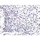 Immunohistochemistry - Anti-DDB1 Antibody [ARC1278] (A308971) - Antibodies.com
