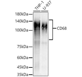 Western Blot - Anti-CD68 Antibody [ARC51158] (A308974) - Antibodies.com