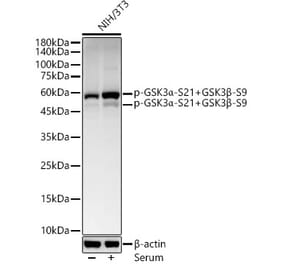 Western Blot - Anti-GSK3 beta (phospho Ser21) Antibody [ARC54771] (A308976) - Antibodies.com