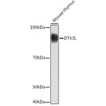 Western Blot - Anti-DTX3L Antibody (A308981) - Antibodies.com