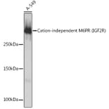 Western Blot - Anti-M6PR (cation independent) Antibody [ARC0263] (A308985) - Antibodies.com