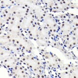 Immunohistochemistry - Anti-SP1 Antibody [ARC0128] (A308986) - Antibodies.com