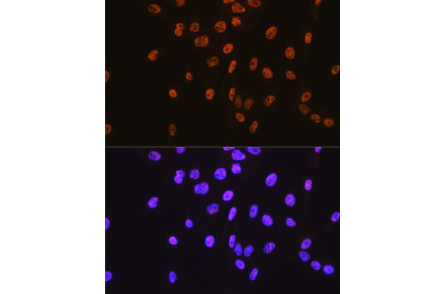 Immunofluorescence - Anti-SP1 Antibody [ARC0128] (A308986) - Antibodies.com