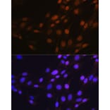 Immunofluorescence - Anti-SP1 Antibody [ARC0128] (A308986) - Antibodies.com
