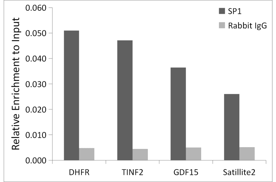 Chromatin Immunoprecipitation - Anti-SP1 Antibody (A308986) - Antibodies.com
