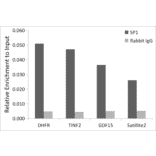 Chromatin Immunoprecipitation - Anti-SP1 Antibody (A308986) - Antibodies.com