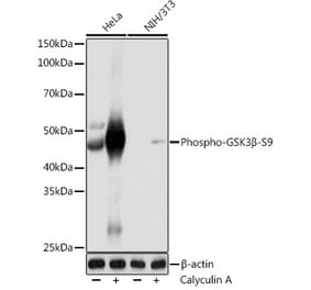 Western Blot - Anti-GSK3 beta (phospho Ser9) Antibody [ARC0069] (A308989) - Antibodies.com
