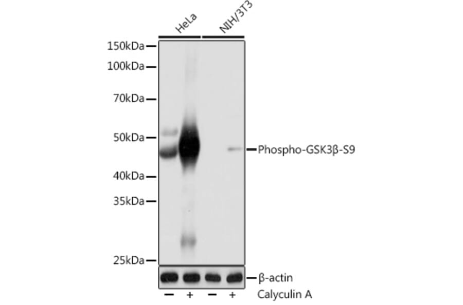 Western Blot - Anti-GSK3 beta (phospho Ser9) Antibody [ARC0069] (A308989) - Antibodies.com