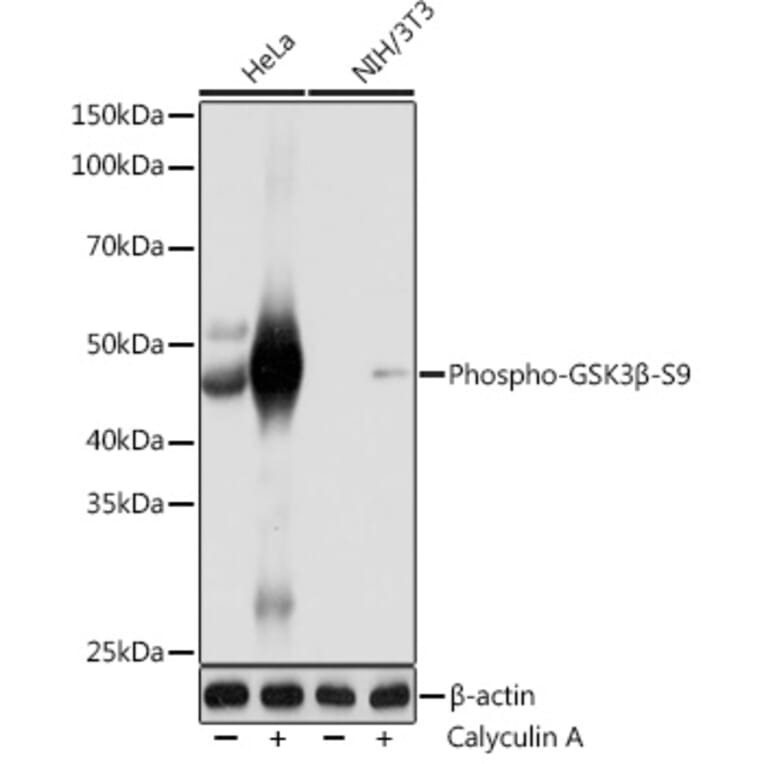 Western Blot - Anti-GSK3 beta (phospho Ser9) Antibody [ARC0069] (A308989) - Antibodies.com