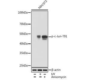 Western Blot - Anti-c-Jun (phospho Thr91) Antibody (A308990) - Antibodies.com