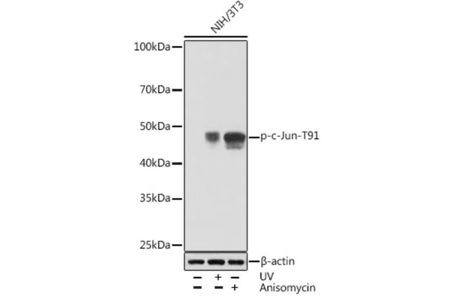Western Blot - Anti-c-Jun (phospho Thr91) Antibody [ARC1548] (A308990) - Antibodies.com