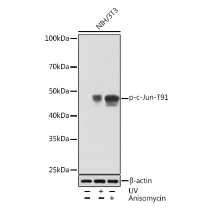 Western Blot - Anti-c-Jun (phospho Thr91) Antibody [ARC1548] (A308990) - Antibodies.com