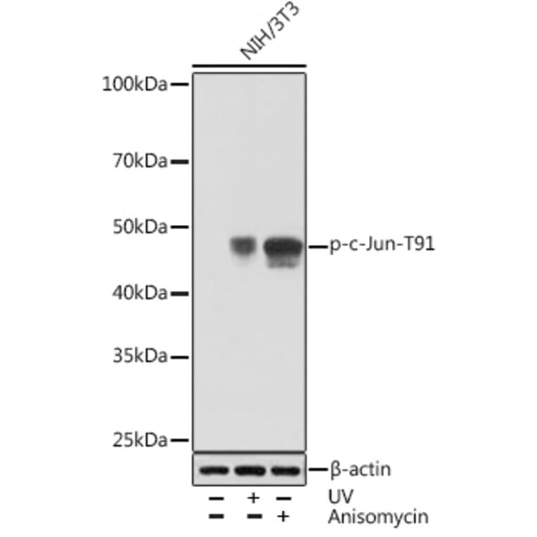 Western Blot - Anti-c-Jun (phospho Thr91) Antibody [ARC1548] (A308990) - Antibodies.com