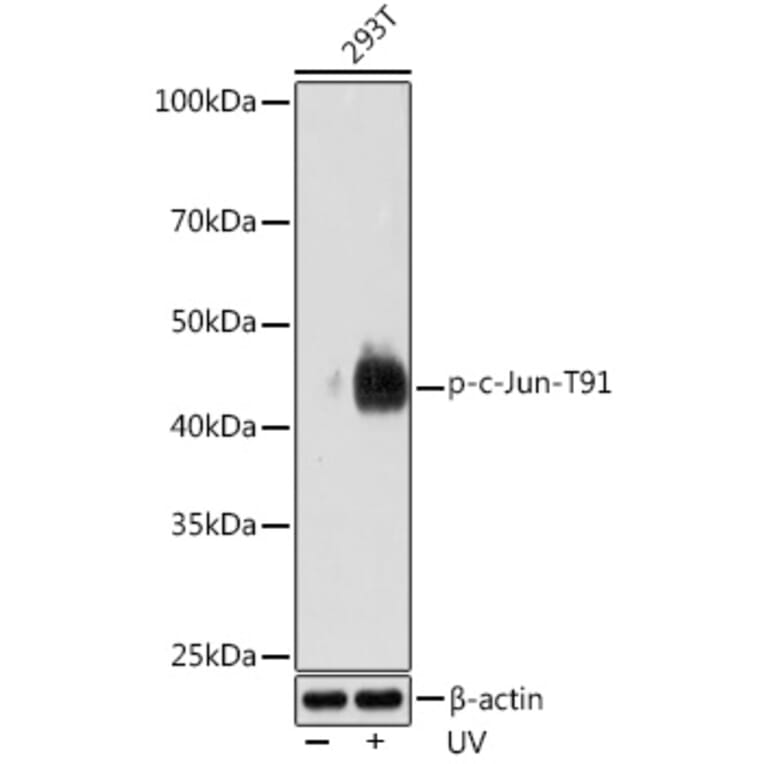 Western Blot - Anti-c-Jun (phospho Thr91) Antibody [ARC1548] (A308990) - Antibodies.com