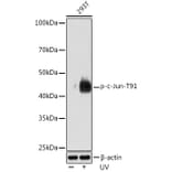 Western Blot - Anti-c-Jun (phospho Thr91) Antibody [ARC1548] (A308990) - Antibodies.com