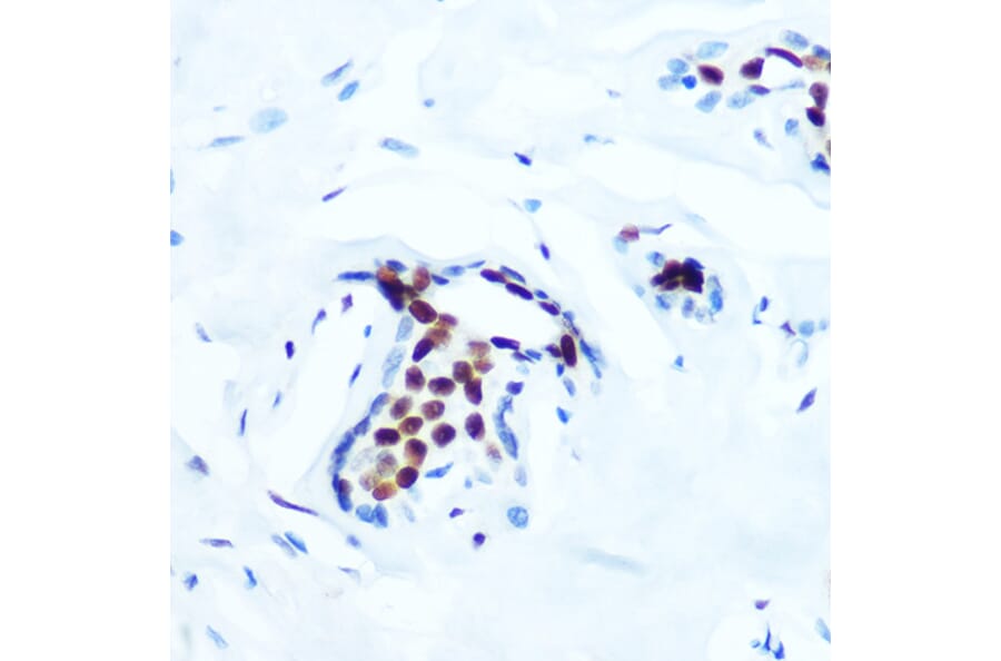 Immunohistochemistry - Anti-c-Jun (phospho Thr91) Antibody [ARC1548] (A308990) - Antibodies.com
