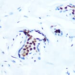 Immunohistochemistry - Anti-c-Jun (phospho Thr91) Antibody [ARC1548] (A308990) - Antibodies.com